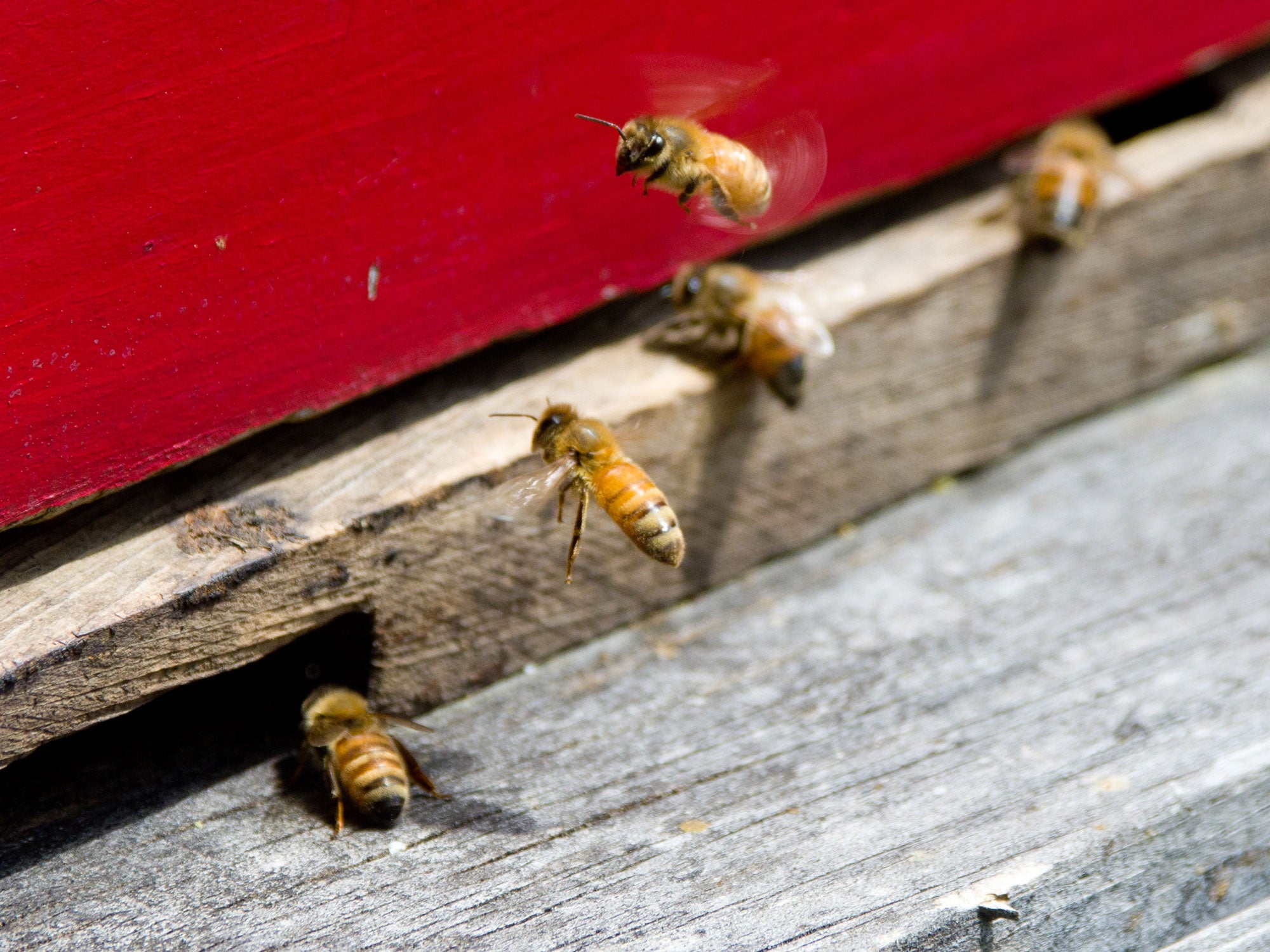 Scientists Have Some Wild Ideas for Solving Our Big Bee Problem