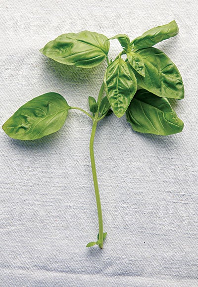 Many Shades of Green Basil Varieties Saveur