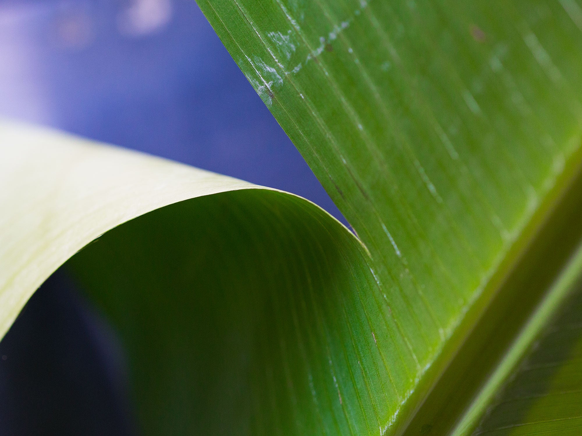 How To Cook With Banana Leaves - Chef's Pencil