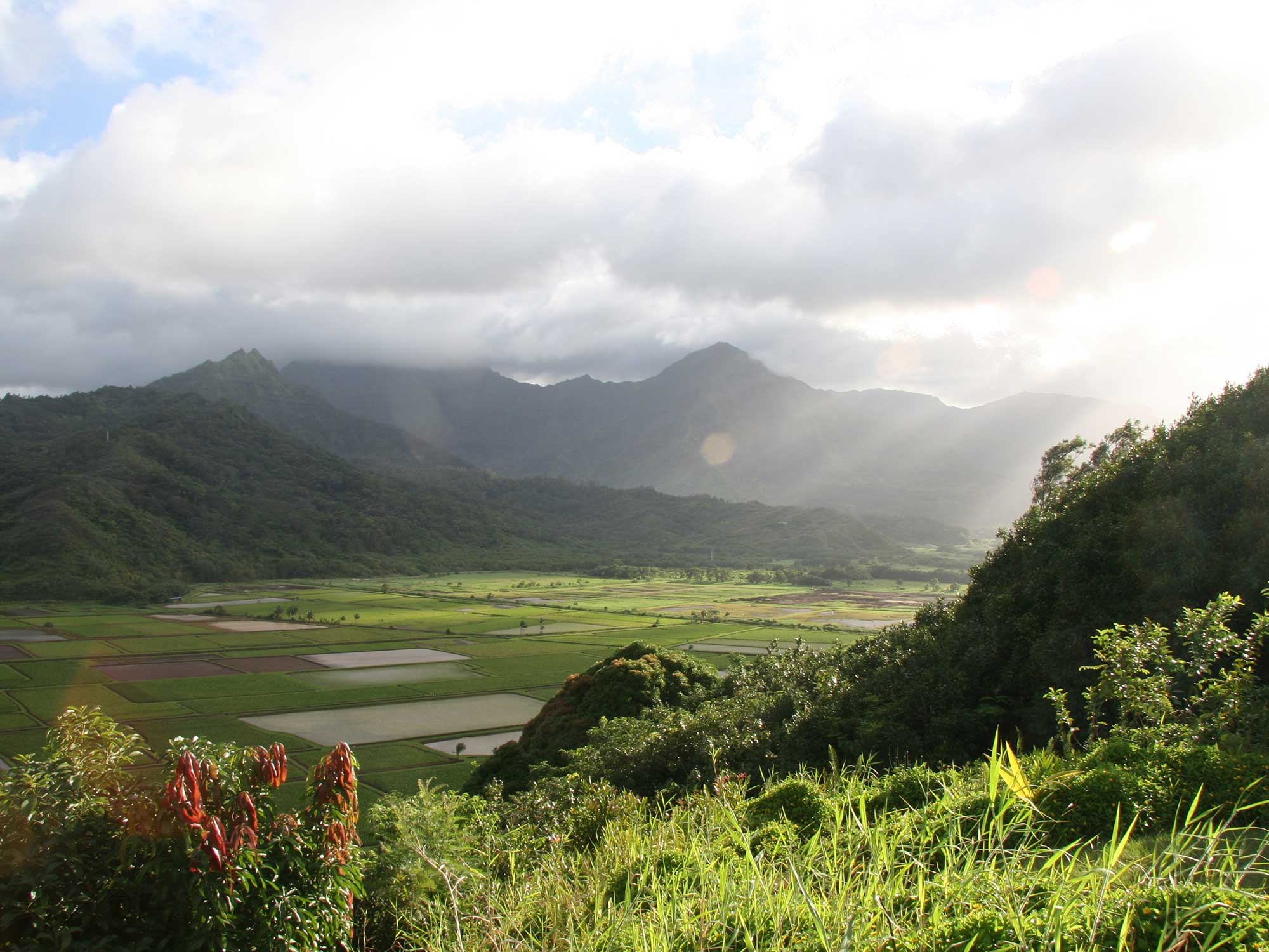 The Unsung Hero Of Hawaiian Cuisine Cares More About Homegrown Limes 