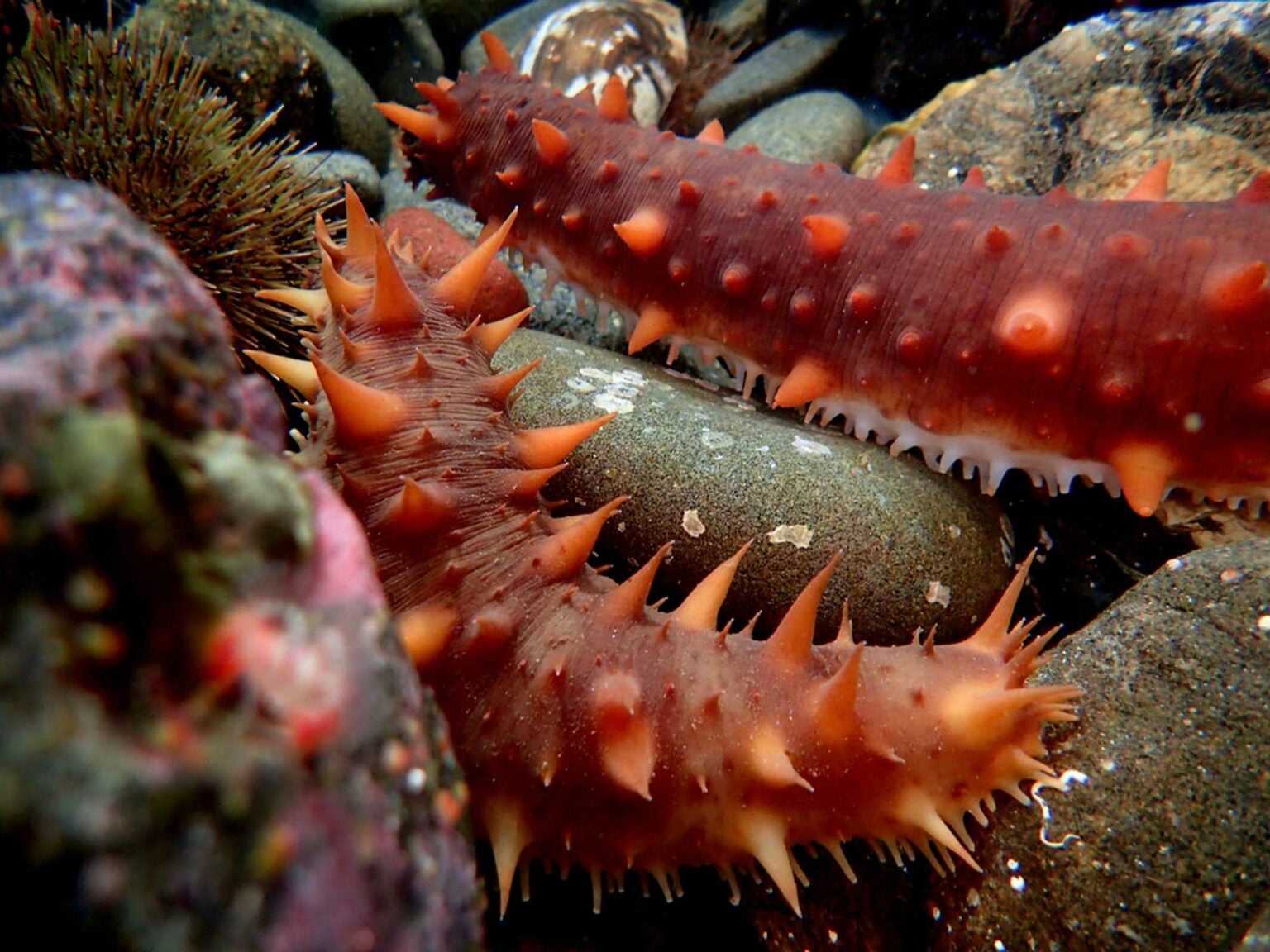 In Search Of Alaska S Deadliest Catch The Sea Cucumber Saveur   F3A3Y5GVEK2VLOMNI5HLS5OJKU 1536x1152 