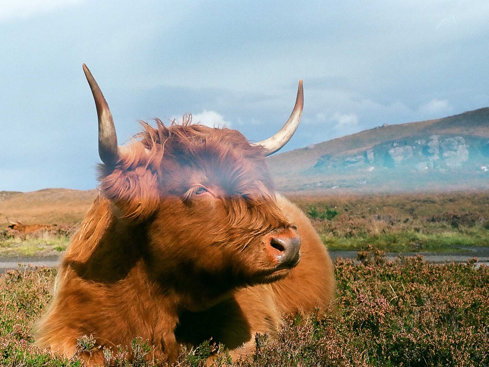 American Highland Cattle - Strong and Full of Character – Mountain Primal  Meat Co.