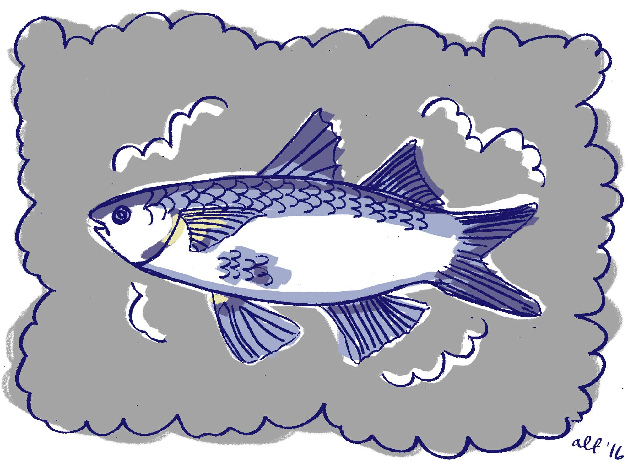 Mullet Fish Culture