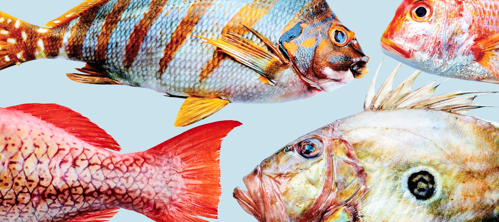 SAVEUR Oceans Issue Event Rules | Saveur