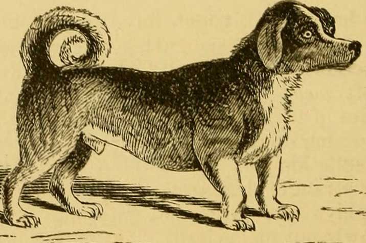 This Extinct Dog Breed Was A Genetically Engineered 17th Century Kitchen Appliance