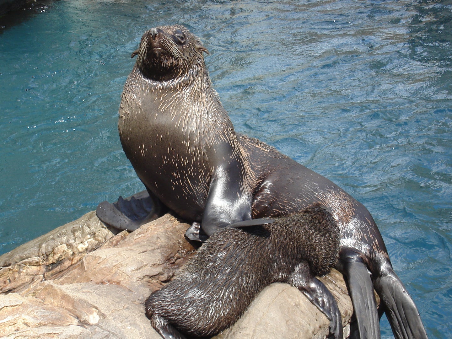 Alaskan Nursing Home Residents are Fighting for the Right to Eat Seal ...