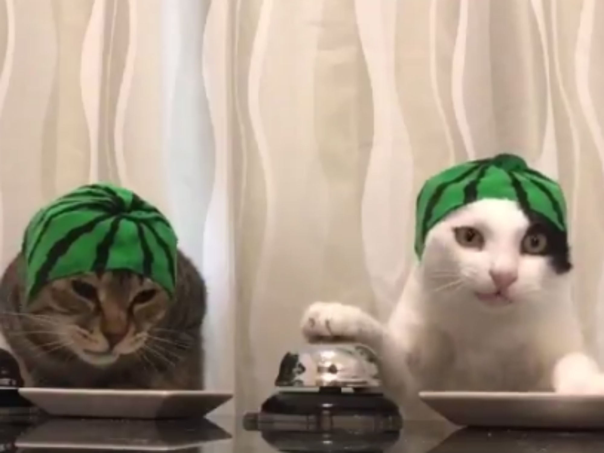 Watch These Adorable FruitHatWearing Cats Ring Bells For Food