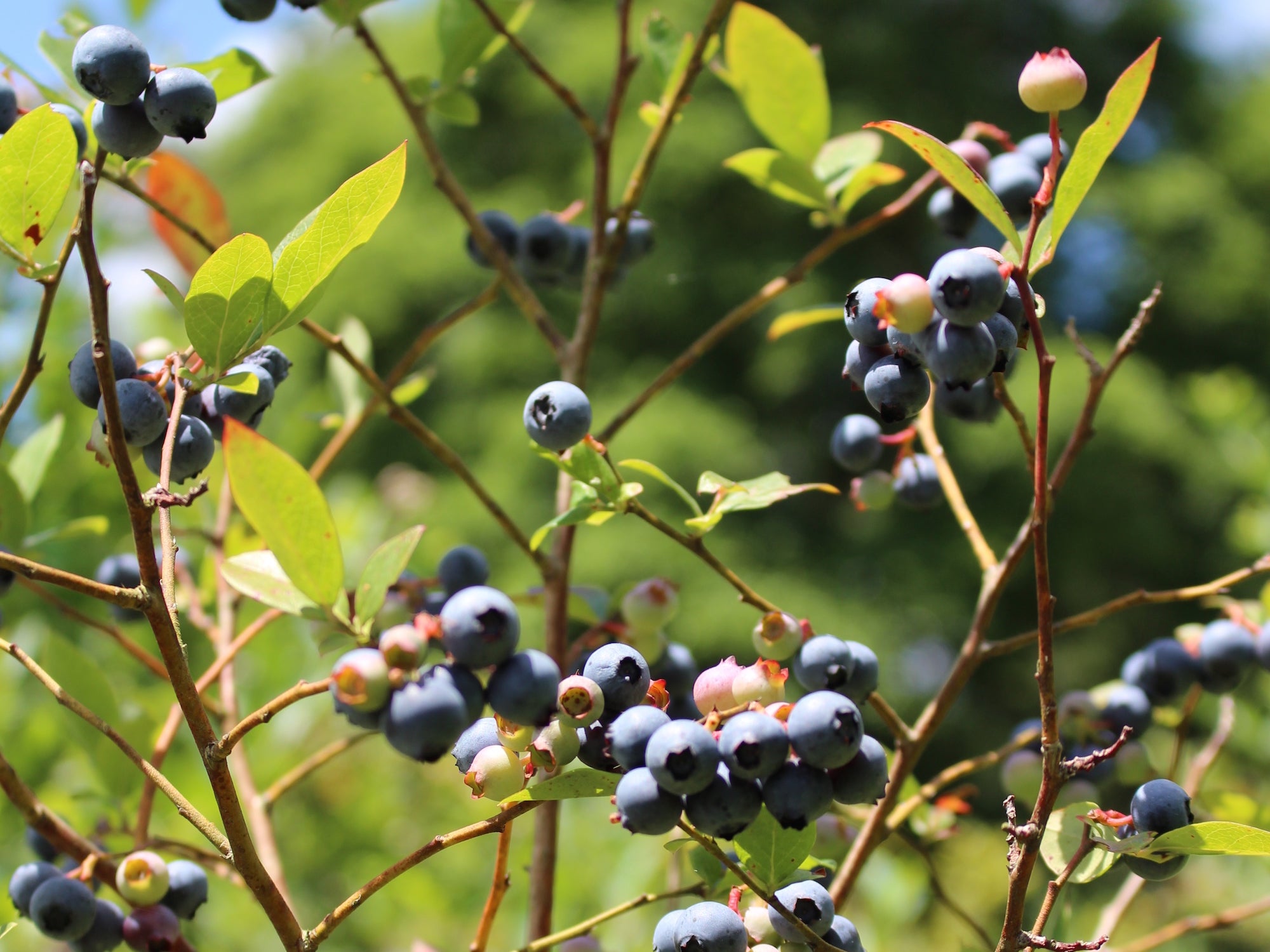 Wild Blueberry – Sydney Hale Company