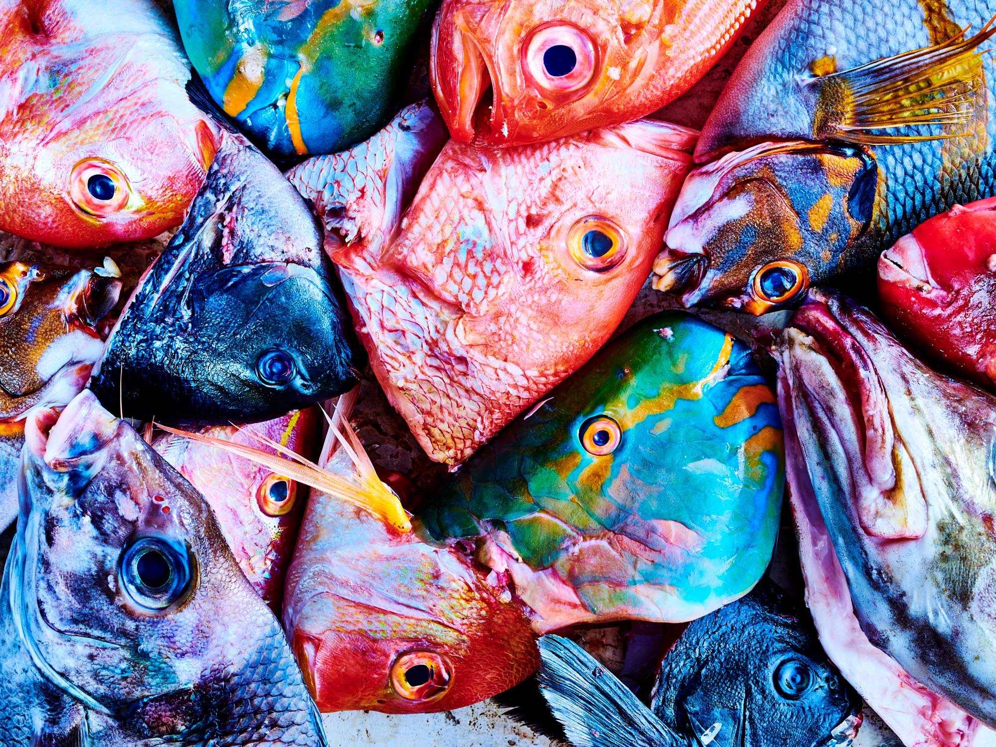 Most exotic fish hot sale in the world