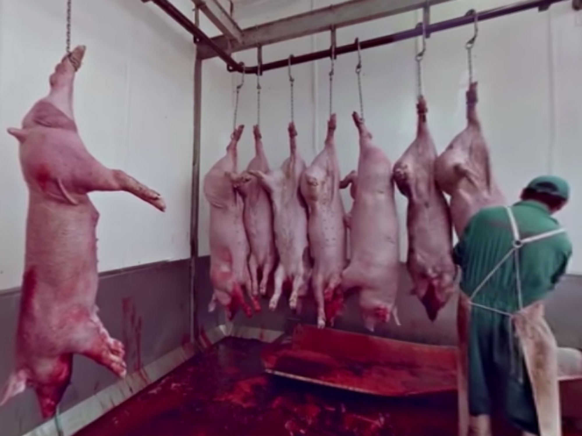 Follow Animal Welfare Groups Into The Slaughterhouse With Virtual Reality