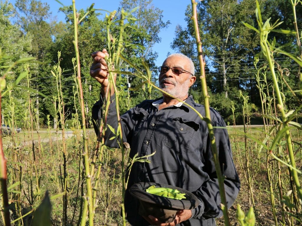 grandfather-garden-okra