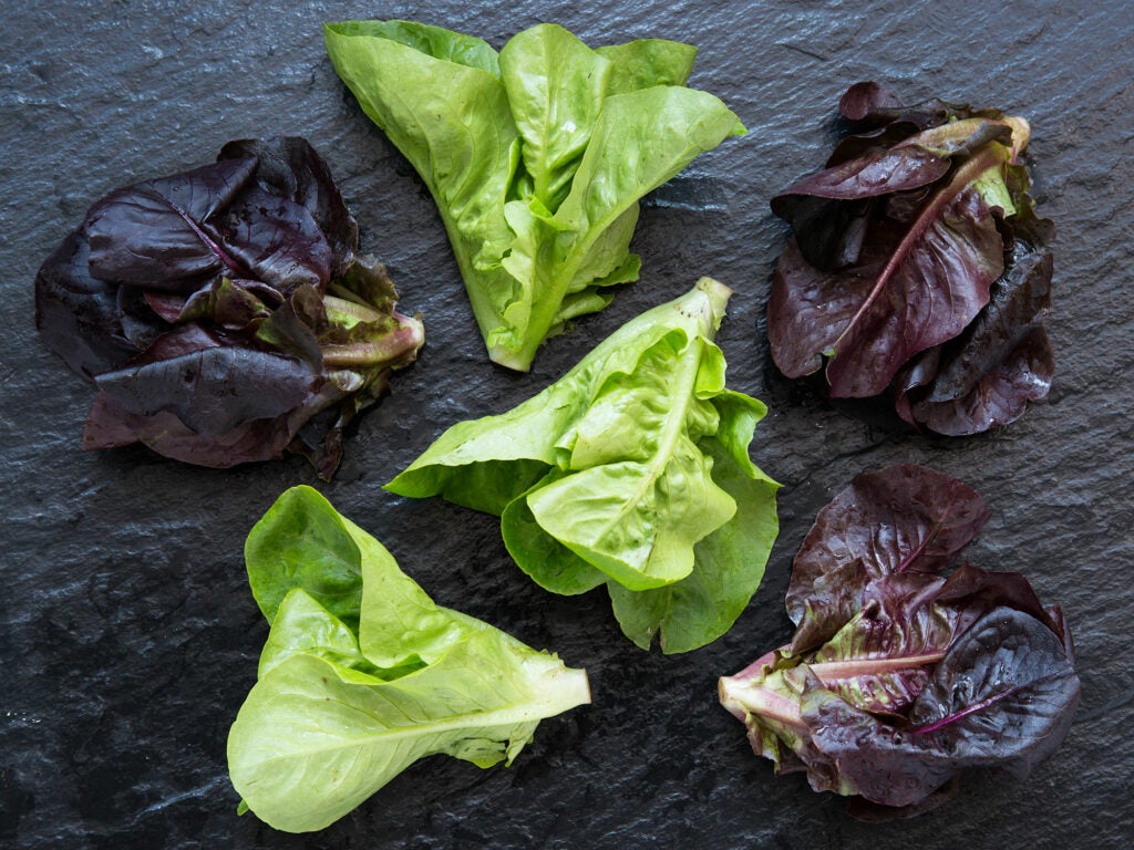 The Elitist's Guide to Salad Greens | Saveur