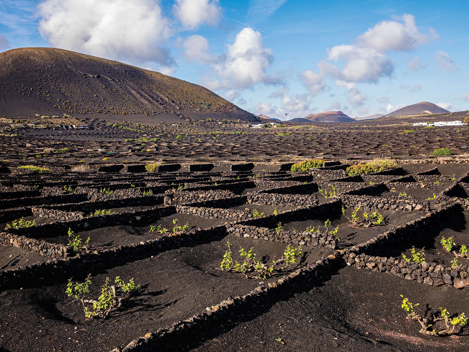 The Ingenious Growing Process That Makes These Canary Island Wines So Good