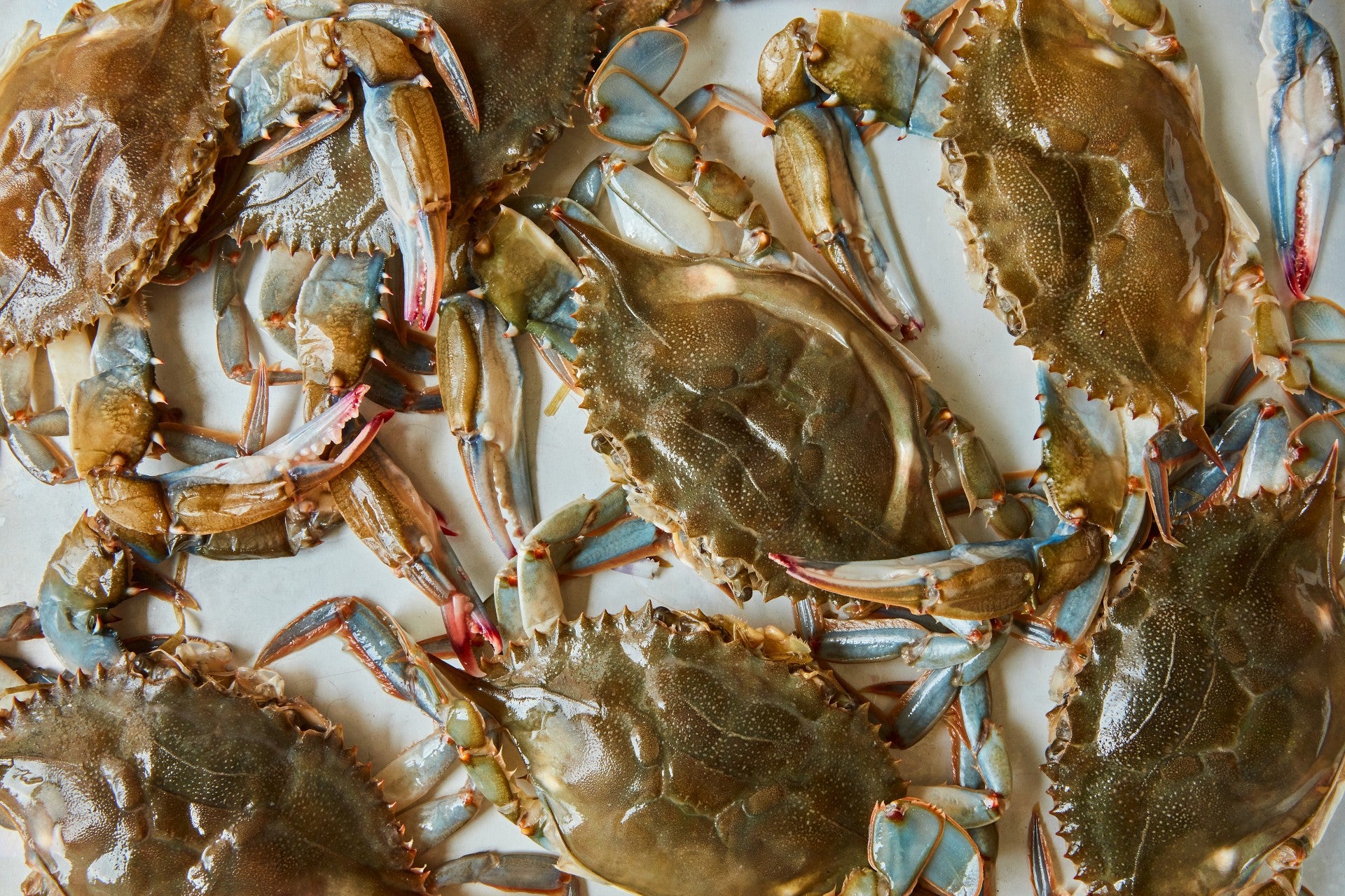 when is soft shell crab season in south carolina