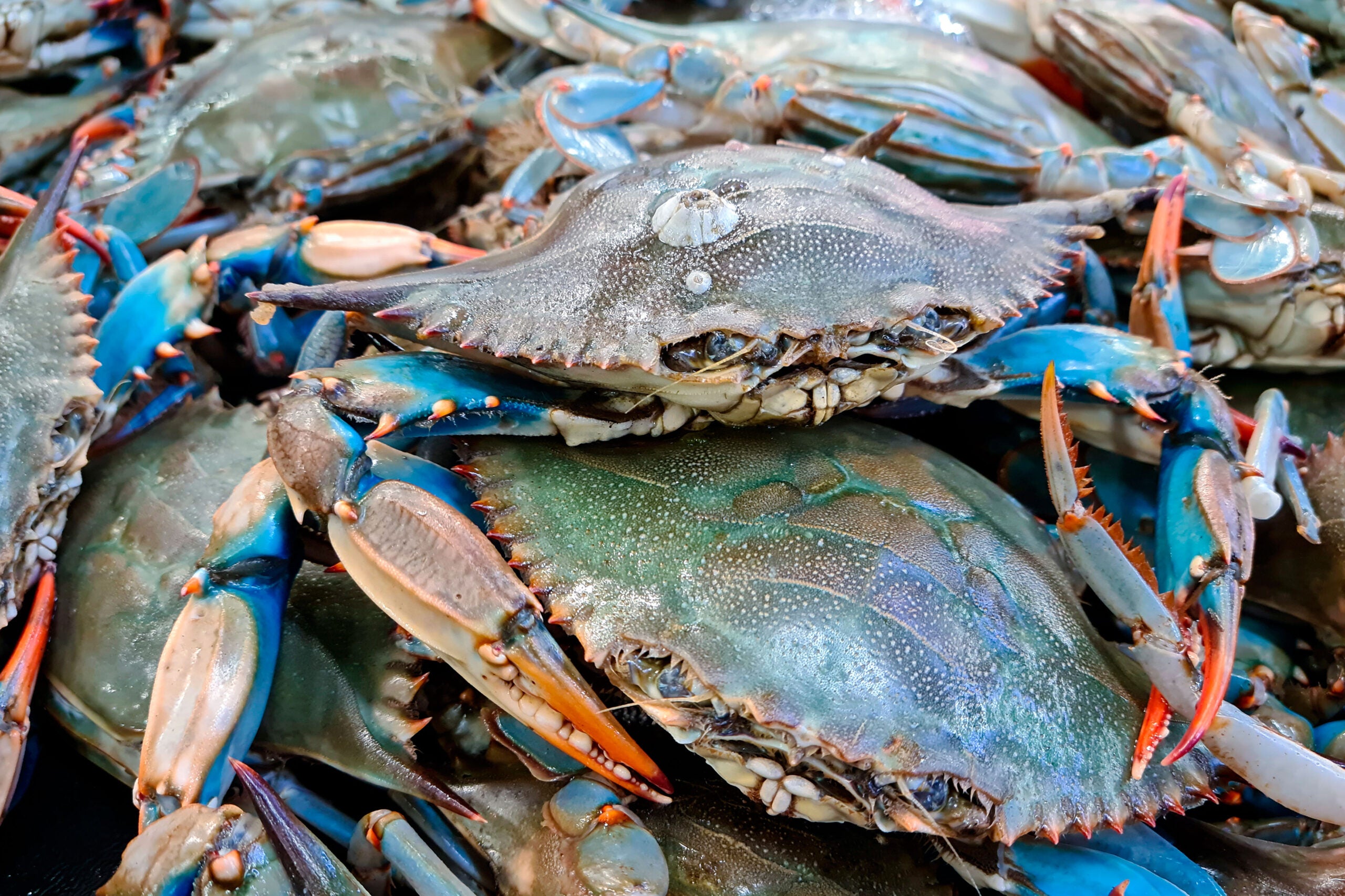 world record blue crab 2021