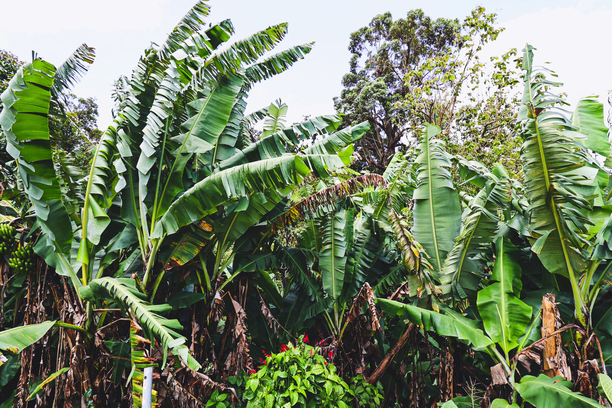 Puerto Rico