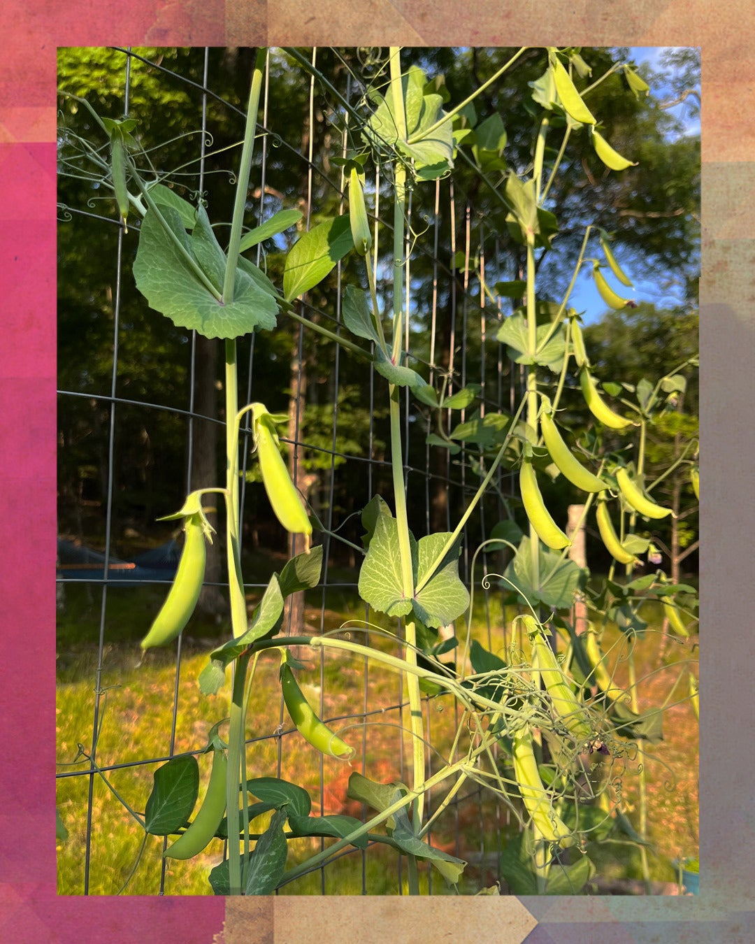 Sun-kissed snap peas.